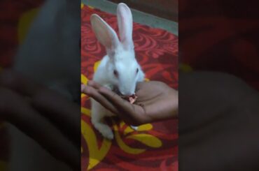cute rabbit eating Pomegranate #shorts #cuterabbit #bunny