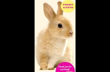 Cute Rabbit Eating #shorts #viral #short #youtubeshorts