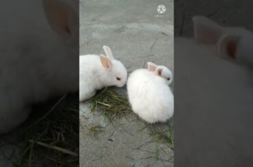 My Cute Bunny || #shorts