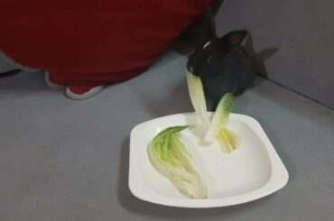 Funny and Cute Baby Bunny Rabbit Videos - Baby Animal Video Compilation (2022)