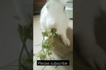 Cute Rabbit Eating Coriander #Rabbit Short #