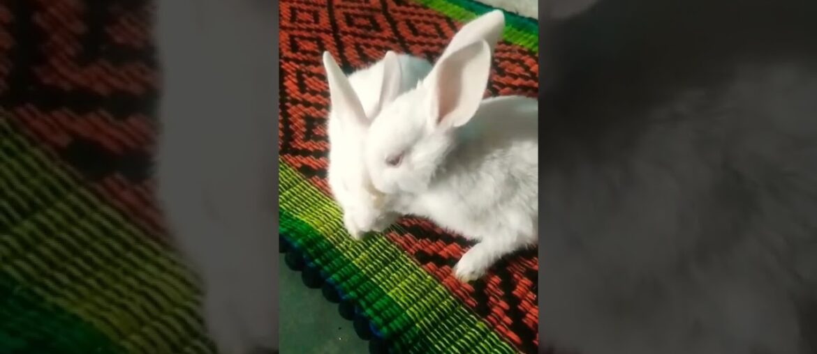 Cute Rabbit - Funny and Cute Baby Bunny Rabbit Videos - Baby Animal Video Compilation - 2022