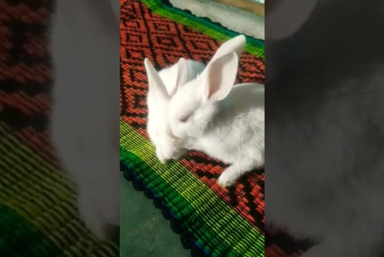 Cute Rabbit - Funny and Cute Baby Bunny Rabbit Videos - Baby Animal Video Compilation - 2022