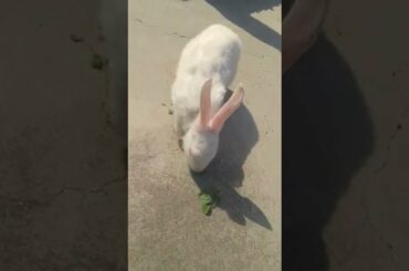 how cute rabbit eats grass ? #shorts #rabbit #bunny #ytshorts #viralvideo