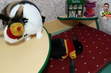 Funny and cute baby bunny rabbits animals. Quvnoq quyonchalar.