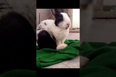 Cute Bunny|#shorts