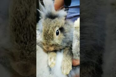 Funny Cute Rabbit Pose