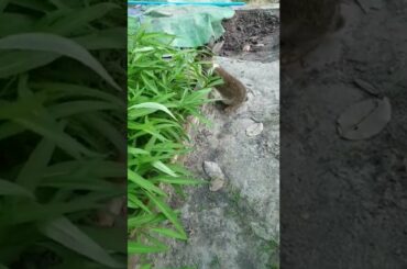 Cute baby rabbit happy to eat fresh food#shorts