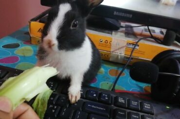 My Cute Rabbit Eating Vegetable on my Hand