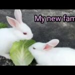 Cute baby rabbit eating and filding ( Cute lol life)