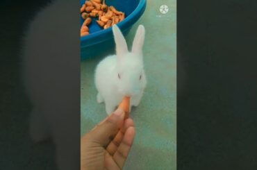 My Cute Bunny || #shorts #viral