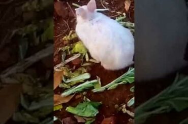 Cute rabbit | Bunny | Kharagosh | #shorts