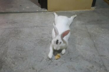 running cute rabbit #shorts