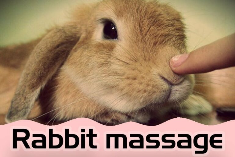 #bunny #rabbit #cute rabbit relives : massage tiny pet bunny |rabbit loves me