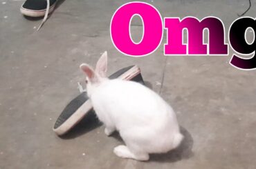 Cute Rabbit Eating Food #shorts