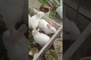 #ChubbtBunny #shorts #short #shortvideo #rabbit #rabbits #baby #rabbitbaby