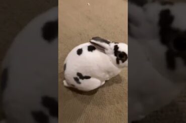 Cute Bunny Pets
