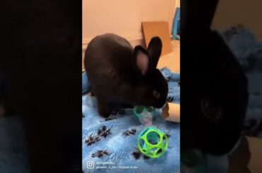 Cute rabbit throwing a toy