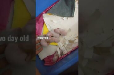 Cute baby Rabbits ( two day old) #rabbit #bunnies #cute
