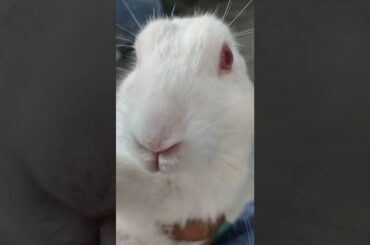 I am playing with my cute rabbit||FUN RABBIT||