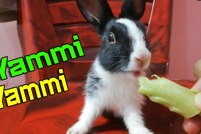 Funny Rabbit Bunny Eating | Funny Animals | Cute Animals | Baby Animals