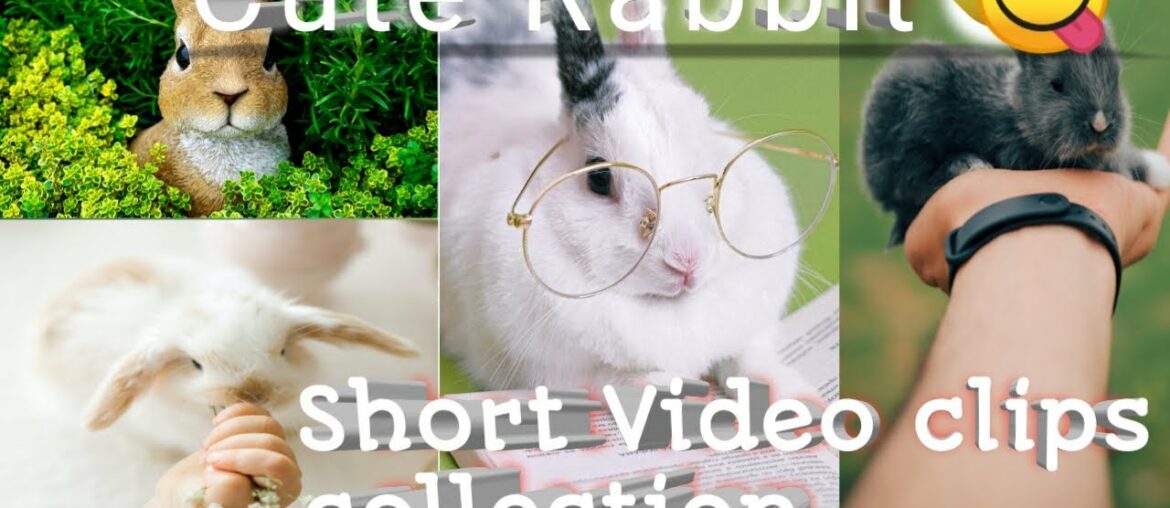 Rabbit short clips | cute rabbit videos | #Ek pets Official !