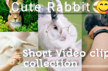 Rabbit short clips | cute rabbit videos | #Ek pets Official !
