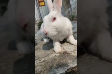 MY CUTE RABBIT PLAY WITH ME|| FUN RABBIT ||