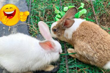 Cute Rabbit | Relaxing day at the green grass - cute rabbit | Dacy and Maya