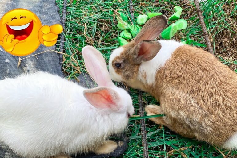 Cute Rabbit | Relaxing day at the green grass - cute rabbit | Dacy and Maya