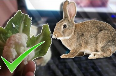 My Cute Baby Rabbit Bunny wants to eat Vegetables.