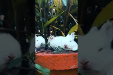 cute rabbit