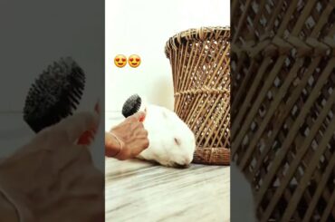 #Cute #Bunny #Brushing