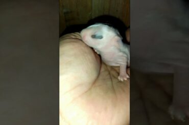 3 DAYS OLD CUTE BABY BUNNY RABBITS VIDEOS! #shorts