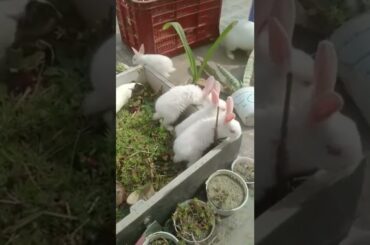 Rabbit and Guinea pig #cute Video #shorts #youtubeshorts #chubbybunny