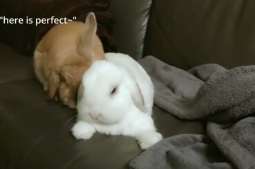 Cute Bunny Looks for the Best Spot to Rest