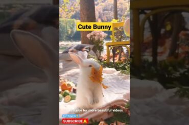 Cute Bunny | Sakura World #shorts