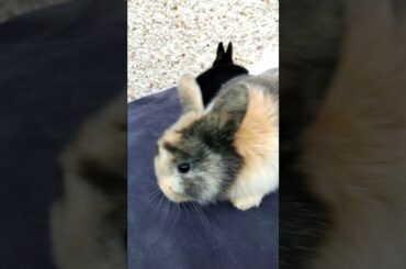 AMAZING CUTE BABY BUNNY VIDEOS, #shorts  @Animals Kingdom