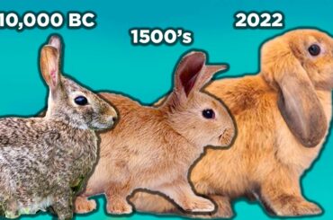How We Domesticated Rabbits (From Food & Fur to Best Friends!)