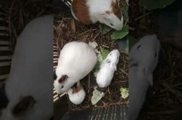 my cute rabbit......