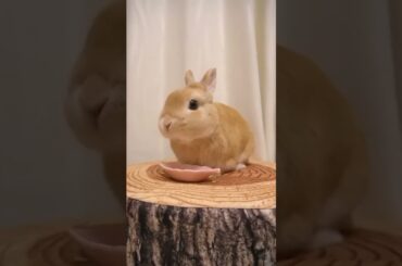 cute rabbit || pets animals || #shorts