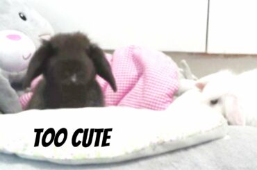 cute baby bunnies when they first arrived ( upload later to see the change!) growing bunnies!