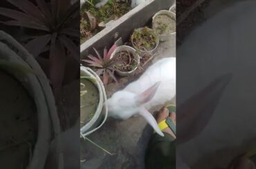 #ChubbtBunny #shorts #short #shortvideo #rabbit #rabbits #baby #rabbitbaby