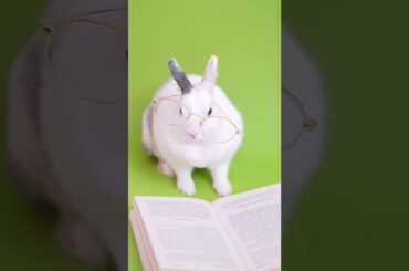 cute rabbit