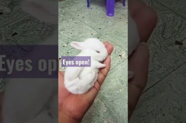 Baby Rabbit sleeping on hand (cute bunny) #babyrabbits #bunny #cuterabbit