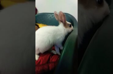 Cute rabbit #shorts #funniestpets