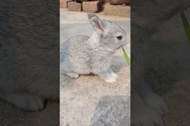 Cute Baby Rabbit