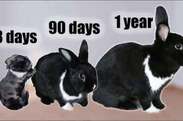 The Life Cycle of a Rabbit from Birth to Old Age