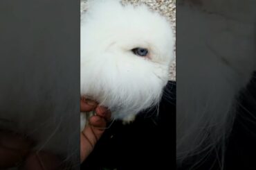 AMAZING SO CUTE BUNNY RABBIT VIDEOS  #shorts #rabbits  @Animals Kingdom