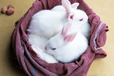 Cute Baby Bunny Rabbit#shorts